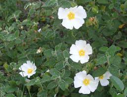 Salviifolius Flower Seeds for Planting - Heirloom, Non-GMO, High Germination Organic Garden Seeds