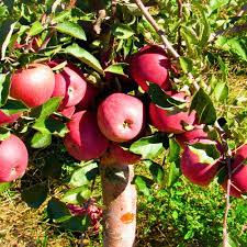 Fruit Seeds,Garden seeds, Seeds For Planting,Plant Seeds