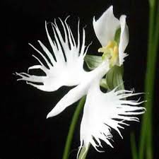 Egret Dove Orchid Flower Seeds for Planting - Heirloom, Non-GMO, High Germination Organic Garden Seeds