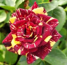 Red Yellow Abracadabra Flower Seeds for Planting | Heirloom Non-GMO High Germination