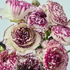 Brown Shade Japanese Ranunculus Flower Seeds for Planting - Heirloom, Non-GMO, High Germination Organic Garden Seeds