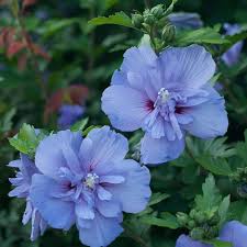 Violet Perennial Flower Seeds for Planting – Heirloom, Non-GMO, Perfect for Borders Organic Garden Seeds