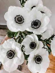 Anemone Flower Seeds for Planting – Heirloom, Non-GMO, Drought-Tolerant High Germination Seeds