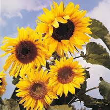 Sunflower Seeds for Planting Yellow – Heirloom, Non-GMO, High Germination Organic Garden Seeds
