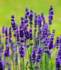 Violet Lavender Flower Seeds for Planting | Heirloom Non-GMO High Germination Organic Garden Seeds