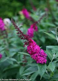 Maroon Buddleia Flower Seeds for Planting – Heirloom, Non-GMO, High Germination Organic Garden Seeds