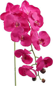 Pink Orchid Flower Seeds for Planting – Long Bloom Season, Heirloom, Non-GMO, High Germination Garden Seeds