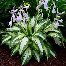 Heirloom Montana Hosta Flower Seeds for Planting – Wildflower Mix, Non-GMO, High Germination Organic Garden Seeds