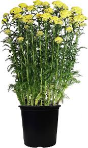 Yellow Yarrow Flower Seeds for Planting - Heirloom, Non-GMO, High Germination Organic Garden Seeds