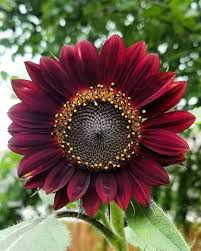Marron Sunflower Flower Seeds for Planting – Vibrant Colors, Heirloom, Non-GMO, High Germination