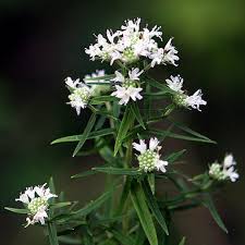 White Mountain Mint Flower Seeds for Planting – Heirloom Non-GMO, High Germination Organic Garden Seeds