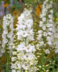 White Evening Stock Flower Seeds for Planting – Heirloom Non-GMO Organic Garden Seeds, High Germination
