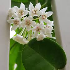 Cream Hoya Flower Seeds – Heirloom, Non-GMO, High Germination Organic Garden Seeds for Planting