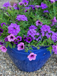 Purple Flower Pot Flower Seeds for Planting | Heirloom Non-GMO High Germination Organic Garden Seeds