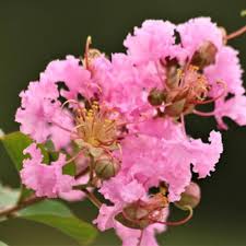 Pink Crape Myrtle Flower Seeds for Planting Heirloom Non-GMO High Germination Organic Garden Seeds