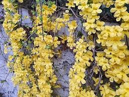 Macfadyena Unguis Flower Seeds for Planting – Heirloom, Non-GMO, Colorful Organic Garden Seeds