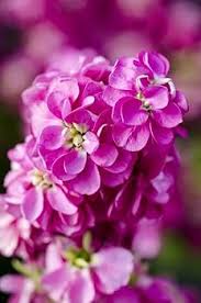 Light Pink Matthiola Incana Flower Seeds – Non-GMO, High Germination Heirloom Organic Garden Seeds