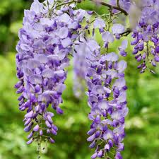 Heirloom Purple Chinese Wisteria Flower Seeds for Planting – Non-GMO, Premium Quality, High Germination