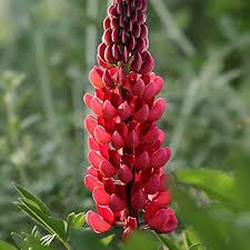 Maroon Lupine Flower Seeds for Planting – Heirloom, Non-GMO, High Germination Organic Garden Seeds