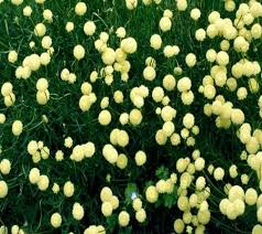 Santolina Etrusca Flower Seeds for Planting – Heirloom, Non-GMO &amp; High Germination Garden Seeds