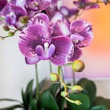 Butterfly Orchid Purple Flower Seeds for Planting | Heirloom Non-GMO Organic Garden Seeds, High Germination