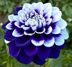 Blue Dahlia Flower Seeds – Non-GMO, High Germination Heirloom Organic Garden Seeds