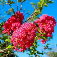 Lagerstroemia Flower Seeds for Planting – Heirloom, Non-GMO, High Germination Organic Garden Seeds
