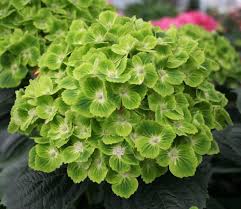 Green Hydrangea Flower Seeds for Planting – Seasonal Bloomer Heirloom, Non-GMO, High Germination Garden Seeds