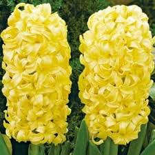 Yellow Hyacinthus Orientalis Flower Seeds for Planting – Perfect for Borders, Heirloom, Non-GMO, High Germination Seeds