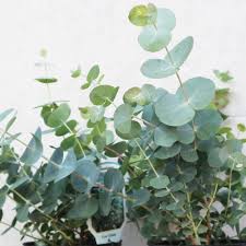 Eucalyptus Cinerea Silver Dollar Flower Seeds for Planting – Heirloom, Non-GMO, High Germination Organic Garden Seeds