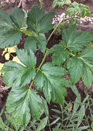 Angelica Keiskei Herb Seeds for Planting – Heirloom, Non-GMO, Organic Garden Seeds with High Germination