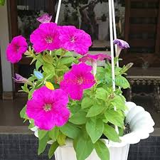 Petunia Merlin Morn Pink Flower Seeds – Heirloom, Non-GMO, High Germination Seeds for Planting