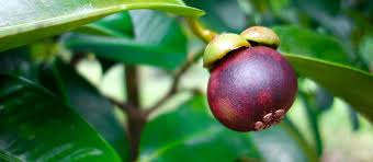 Mangosteen Purple Fruit Seeds – Tropical Non-GMO Heirloom Seeds for Garden Planting