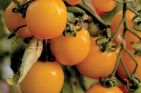 Gold Tomato flower seeds for planting - Heirloom & Non-GMO Garden Seeds