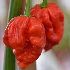 Scotch Bonnet Seeds for Planting – Heirloom, Non-GMO, Hot Organic Garden Seeds – High Germination, Fruity & Fiery Peppers