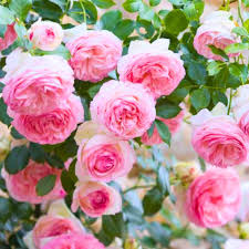 Heirloom Climbing Rose Flower Seeds for Planting – Non-GMO, High Germination, Organic Garden Seeds, Premium Quality