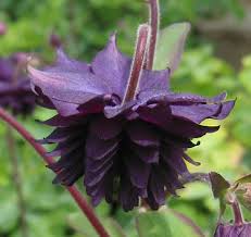 Barlow Flower Seeds for Planting – Heirloom, Non-GMO, Seasonal Bloomer Organic Garden Seeds