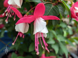 Heirloom Fuchsia Flower Seeds for Planting – Non-GMO, Fragrant Blossoms for Home Garden – Organic Garden Seeds