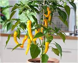 Chili Seeds for Planting Yellow – Heirloom, Non-GMO, Organic Garden Seeds – Hot & Vibrant, High Germination