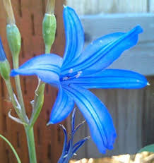 Blue Amaryllis Flower Seeds for Planting - Heirloom, Non-GMO, Premium Quality Organic Garden Seeds with High Germination