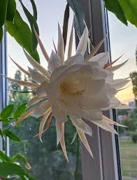 White Epiphyllum Oxypetalum Flower Seeds for Planting – Heirloom, Non-GMO, High Germination Organic Seeds