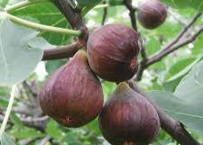 Black Fig Tree Seeds for Planting – Heirloom, Non-GMO for Sweet Mediterranean Garden Shrubs – 100 pcs