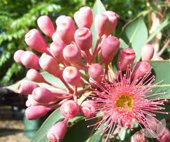 Pink Corymbia Ficifolia Flower Seeds for Planting – Heirloom, Non-GMO, High Germination Organic Garden Seeds