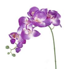 Violet Butterfly Orchid Flower Seeds for Planting – Heirloom, Non-GMO, High Germination Organic Garden Seeds