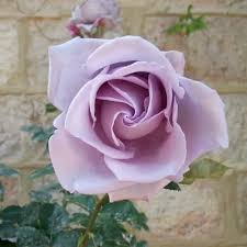 Sterling Silver Rose Flower Seeds for Planting – Heirloom, Non-GMO, High Germination Organic Garden Seeds