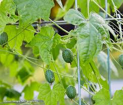 Cucamelon flower seeds for planting - Heirloom & Non-GMO Garden Seeds