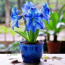 Blue Amaryllis Flower Seeds for Planting - Heirloom, Non-GMO, Premium Quality Organic Garden Seeds with High Germination