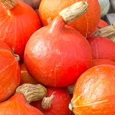 Hokkaido Pumpkin Red Kuri Seeds for Planting – Heirloom Non‑GMO High Germination Organic Garden Seeds