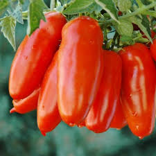 San Marzano Tomato Seeds for Planting – Heirloom, Non-GMO, Organic Garden Seeds, High Germination, Classic Italian Sauce Variety
