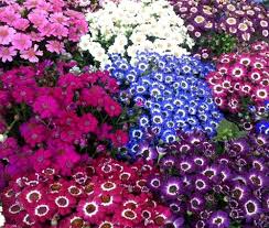 Mixed Cineraria Flower Seeds for Planting – Heirloom, Non-GMO, High Germination Organic Garden Seeds for Colorful Bloom Displays